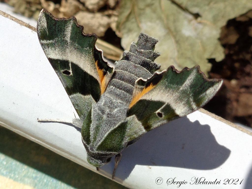 Proserpinus proserpina - Sphingidae